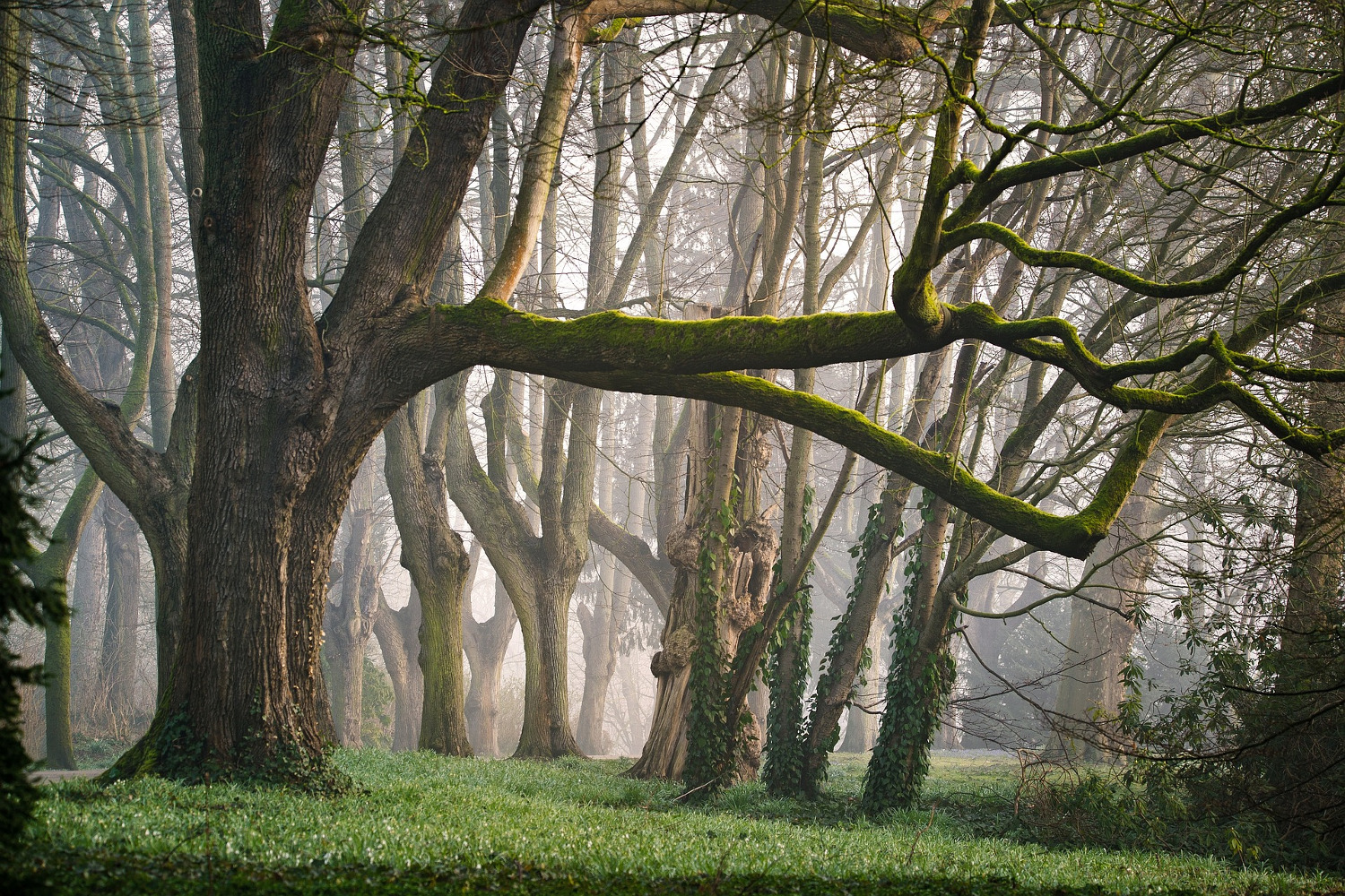 Trees in a forest with green grass and fog making trees in the background look like ghosts.