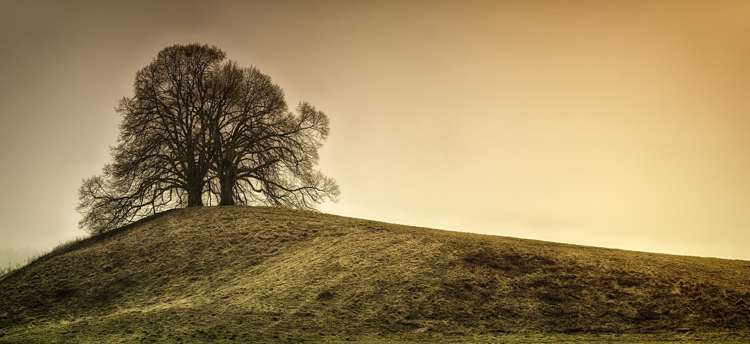 Lone Tree on a Hill